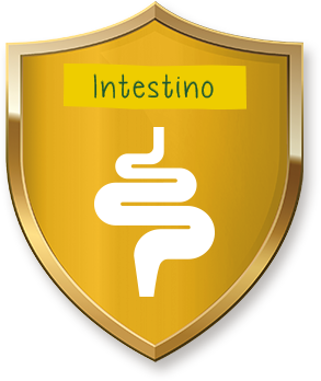 Ninho Fases - Intestino